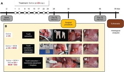 Mitigating jaw osteonecrosis: bioactive glass and pericardial membrane combination in a rat model